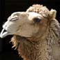 Book Arteara Camel Park
